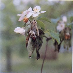 花腐れ症状