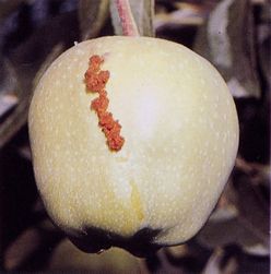 被害果