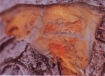 粗皮下の越冬成虫