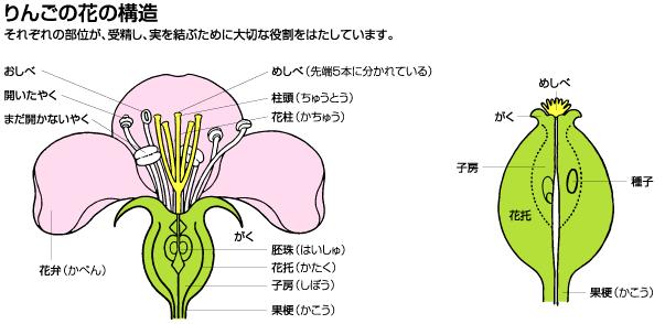 ヴァーチャルリンゴ博物館