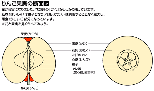 ヴァーチャルリンゴ博物館