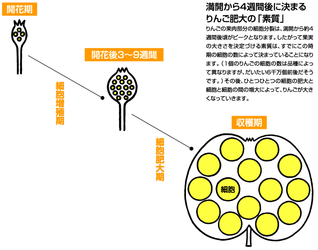 ヴァーチャルリンゴ博物館