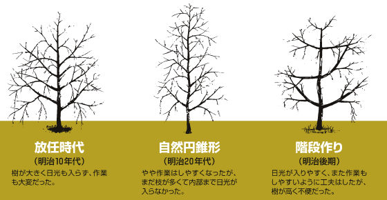りんごの木様　黒4白6 ヴァーチャルリンゴ博物館