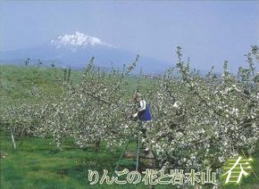 りんごの花と岩木山